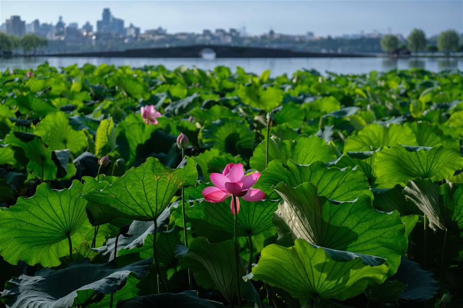 The four seasons of West Lake are different