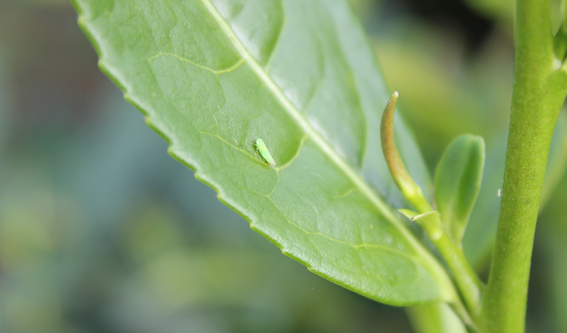 三联找chá | 可以喝的“美人”，有馥郁蜒香味
