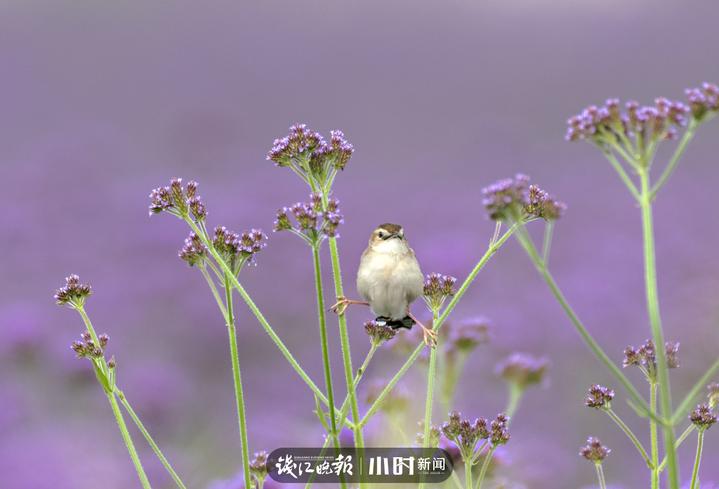 今日影像｜我是一只会劈叉神功的小小鸟