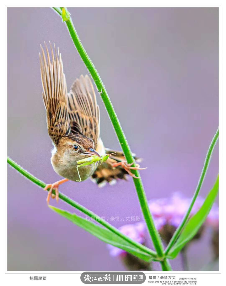 今日影像｜我是一只会劈叉神功的小小鸟