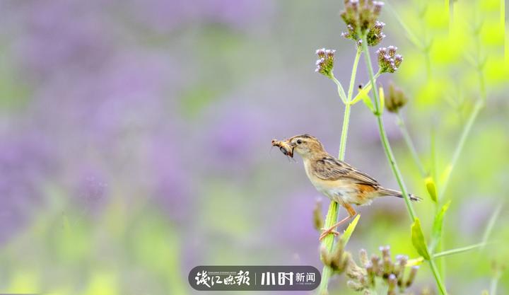 今日影像｜我是一只会劈叉神功的小小鸟