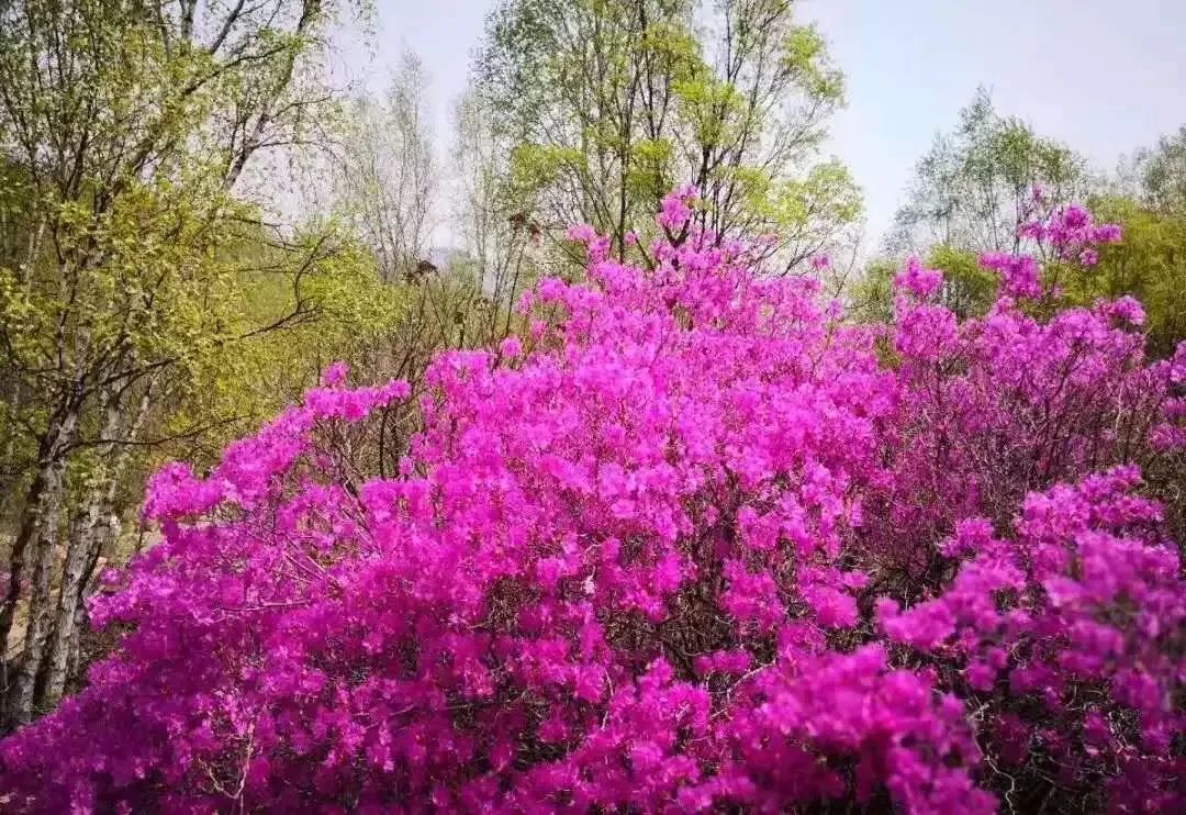 The beautiful Huamugou National Forest Park will fascinate you in minutes!