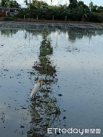 田中间遇“最强钉子户”3颗蛋占地盖屋　他笑笑