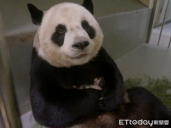 圆圆晋升二宝妈更上手　保育员笑「照猪养」换