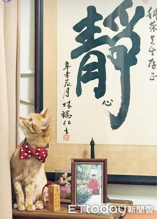 阿爸走后...猫孩静坐灵照旁陪伴！　头七狂喵急寻身影惹鼻酸