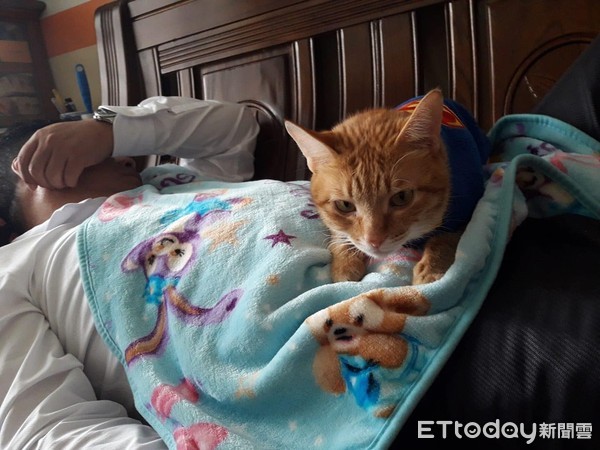 阿爸走后...猫孩静坐灵照旁陪伴！　头七狂喵急