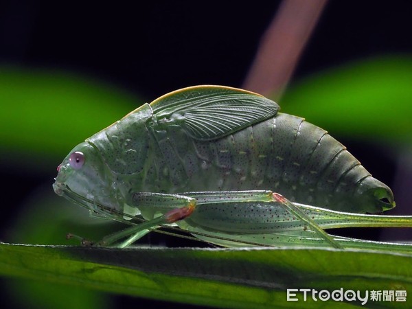 登山见超萌大眼神秘“绿鲤鱼”！　他揭真实身