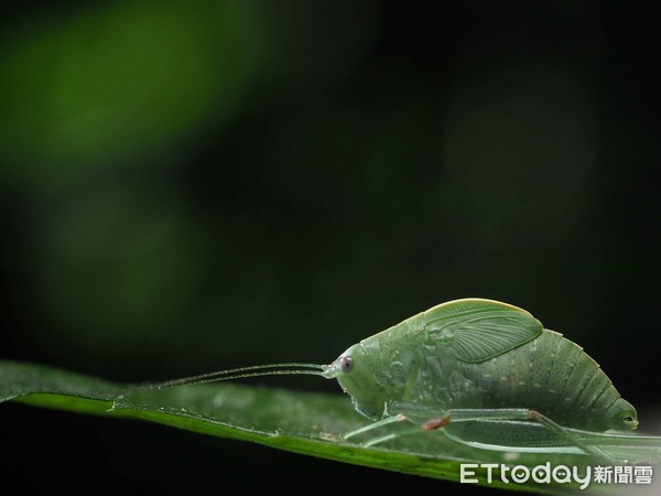 登山见超萌大眼神秘“绿鲤鱼”！　他揭真实身
