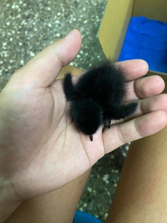 捡到锅炉爷爷的煤炭　黑毛一球萌翻网友！真实