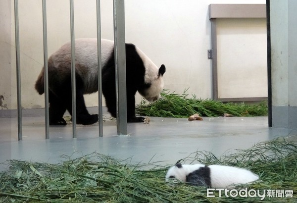 大猫熊二宝妹窝妈怀里甜睡　圆仔、团团都知道