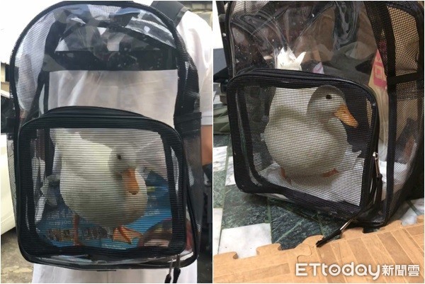 搭捷运耳边传来呱呱声“他低头一见马上融化”