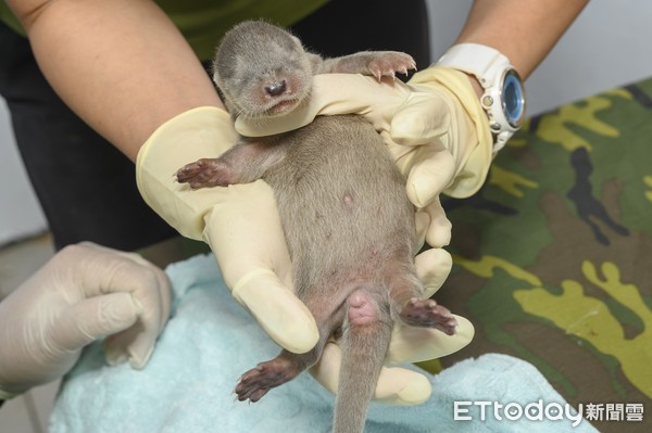 欧亚水獭金莎第三胎是女娃！　宝宝检查唉叫妈
