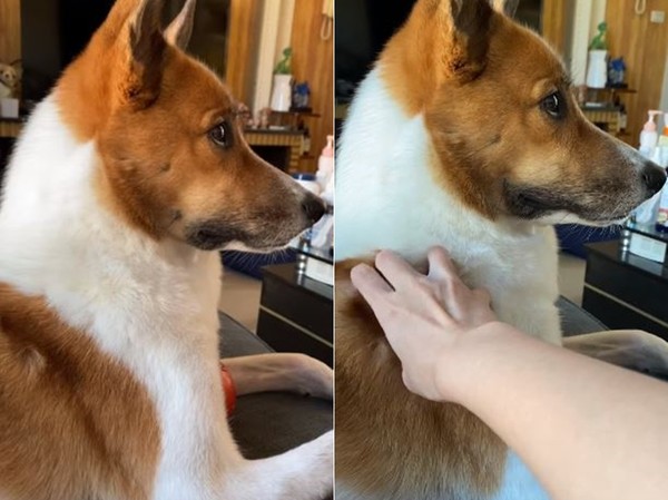 被摸摸装镇定“撞色美汪嘴角偷偷上扬”　网笑：忍不住的暗爽