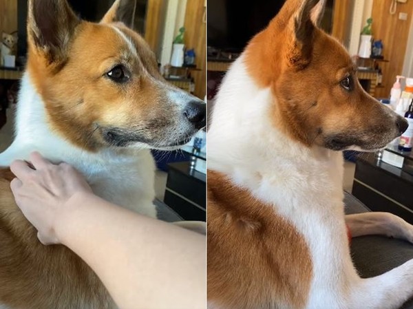 被摸摸装镇定“撞色美汪嘴角偷偷上扬”　网笑：忍不住的暗爽