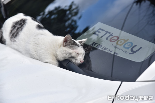 遇浪猫开玩笑“有事可以来找我喔”　隔天开门惊现它守在门口