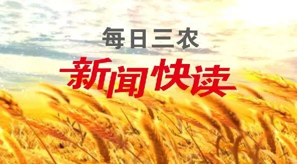 Sichuan is big spring in sight of grain bumper harvest predicts increase production 250 million kilograms