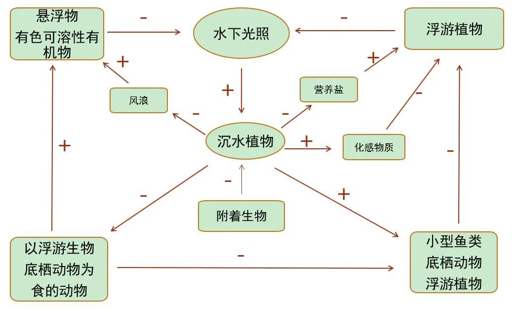 沉水植物如何影响湖泊水体光环境？丨花花万物