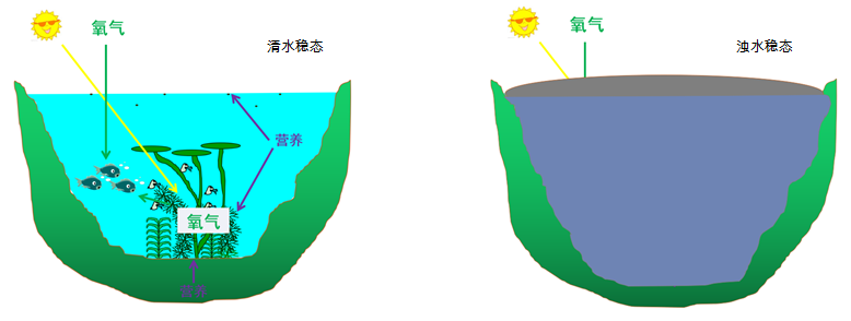 沉水植物如何影響湖泊水體光環(huán)境？丨花花萬物