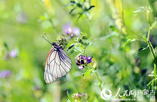 The colorful Inner Mongolia is like a painter overturning the "color palette"