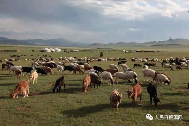 30000只羊要来了！蒙古国：想献给英雄的湖北人民武汉人民