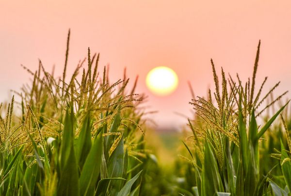 1.3亿吨缺口引发焦点关注：中国粮食到底够不够？