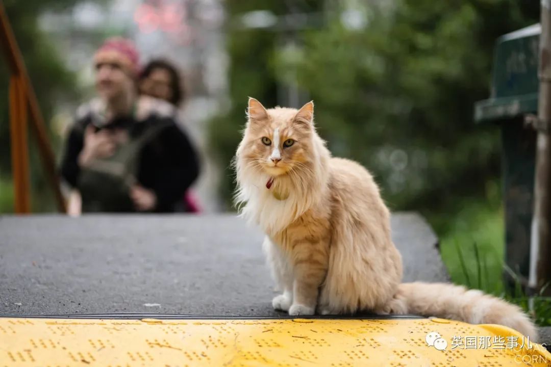 一只四处留情的渣猫竟被评为"新西兰年度人物"…当猫猫也太爽了