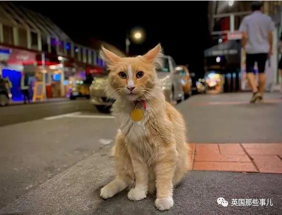 一只四处留情的渣猫竟被评为"新西兰年度人物"…当猫猫也太爽了