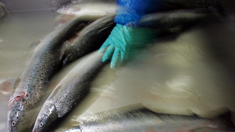 挪威生产商抗生素喂养69万条三文鱼逃逸，智利政府开巨额罚单