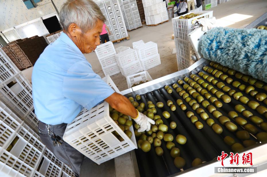走进“中国猕江西奉新猴桃之乡”江西奉新：香甜果子助脱贫