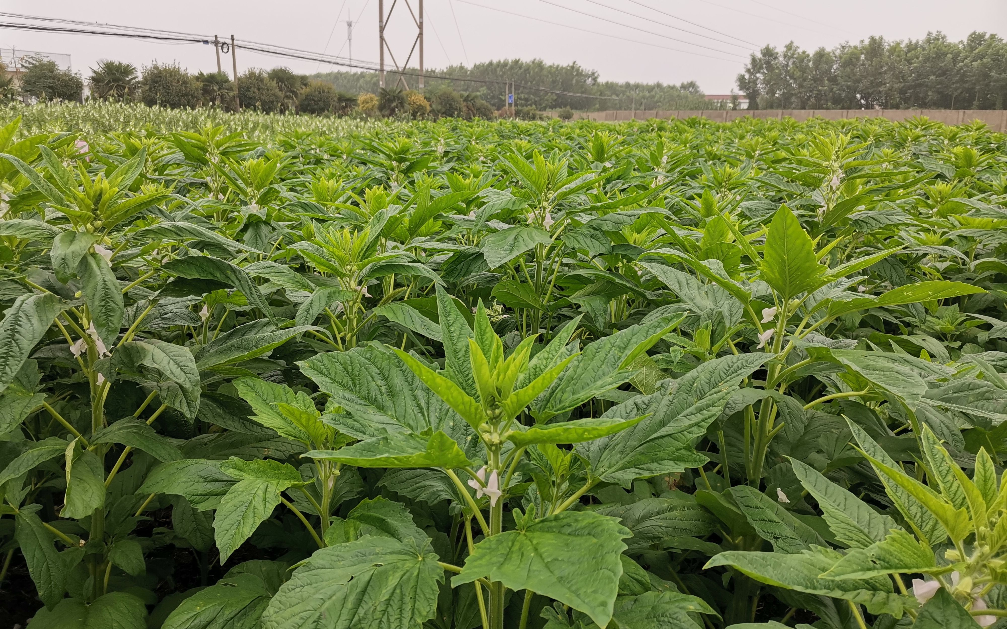 芝麻叶也是宝 我国选育成功首个叶片专用芝麻