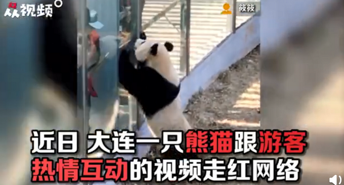 游客|大熊猫热情跟游客击掌互动 最努力营业的熊猫！