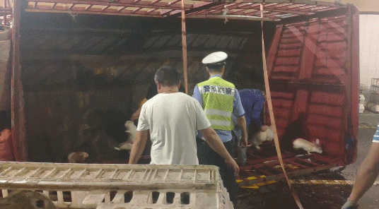 高速|凌晨诸永高速隧道内一货车侧翻 交警高速隧道抓了1小时兔子