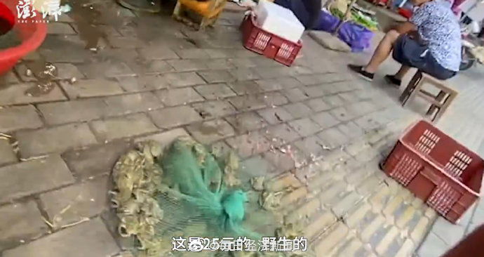 武汉菜场卖野生青蛙每斤约30元，市监局称将调查