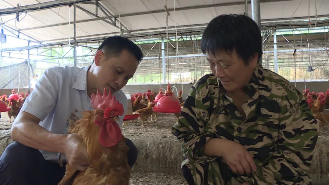 【同心脱贫在行动】宜宾江安：非公企业助力脱贫攻坚 带领村民共享“商鸡”