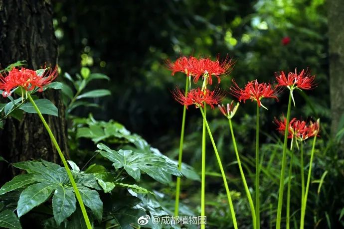 彼岸花开了！竟然开在成都这些地方……