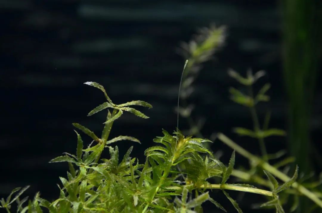为光合作用，沉水植物有多努力？丨花花万物