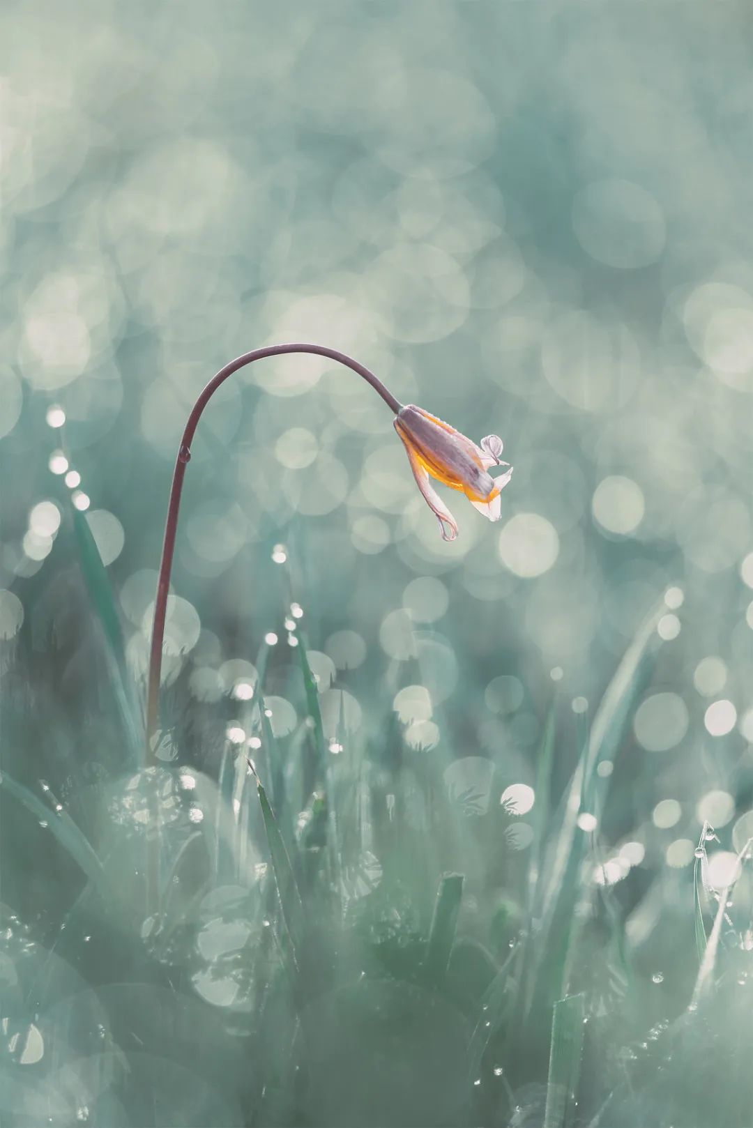 白露 : 蒹葭苍苍，白露为霜