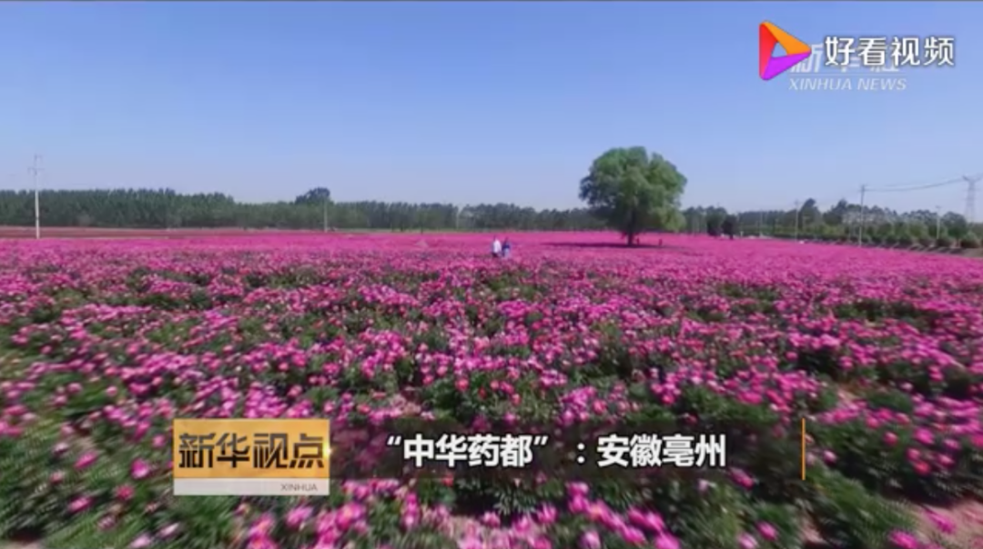 浙江中医药大学联合秘制的泡脚配方！1包顶过去5包…暴汗放松、安神助眠