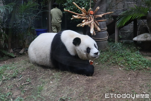 大熊猫圆圆死了图片