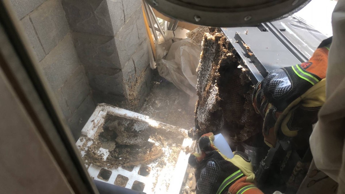 关注|直径40多厘米！北京大兴一民居阳台有马蜂筑巢，消防出手并提示