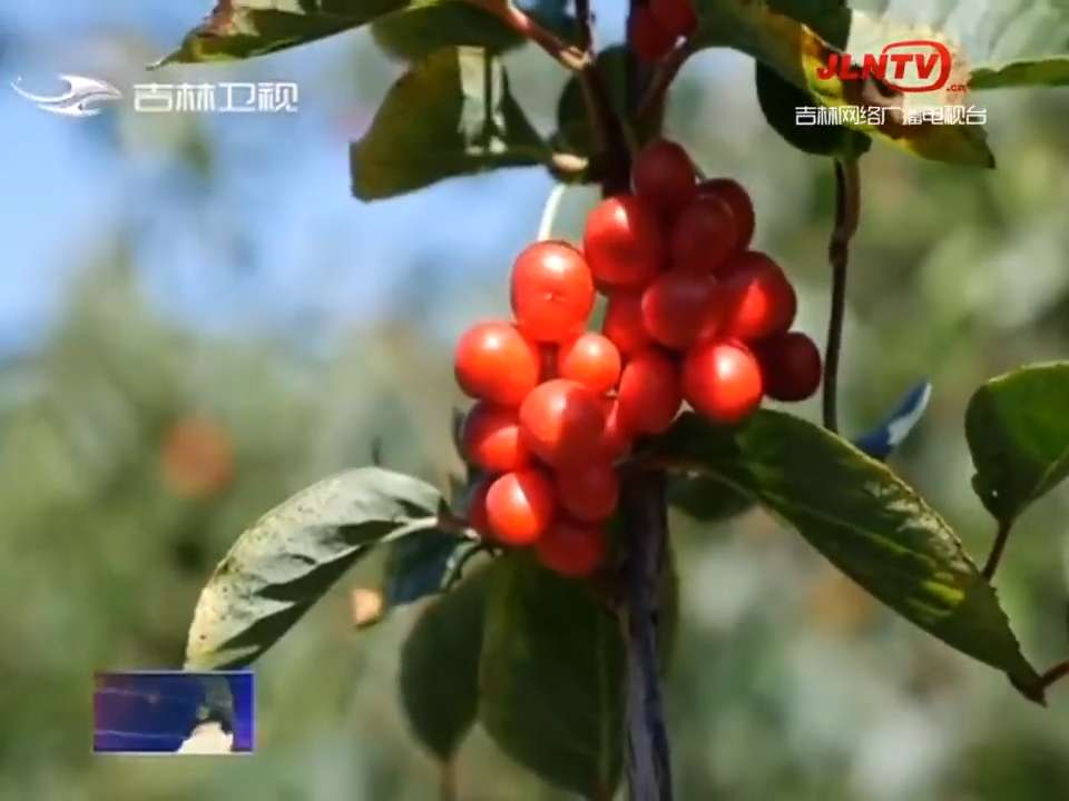 白山：药材好药才好 高质量推升中医药产业