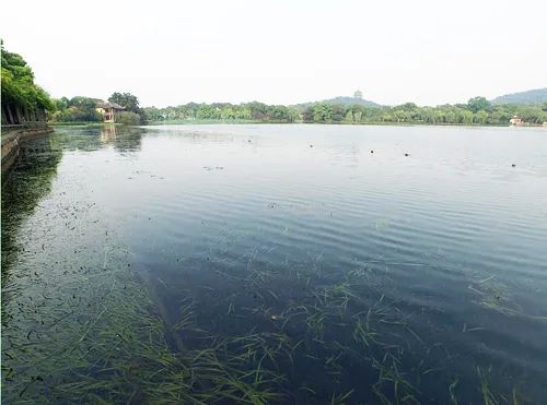 杭州西湖生态基底改良和沉水植物修复研究取得进展