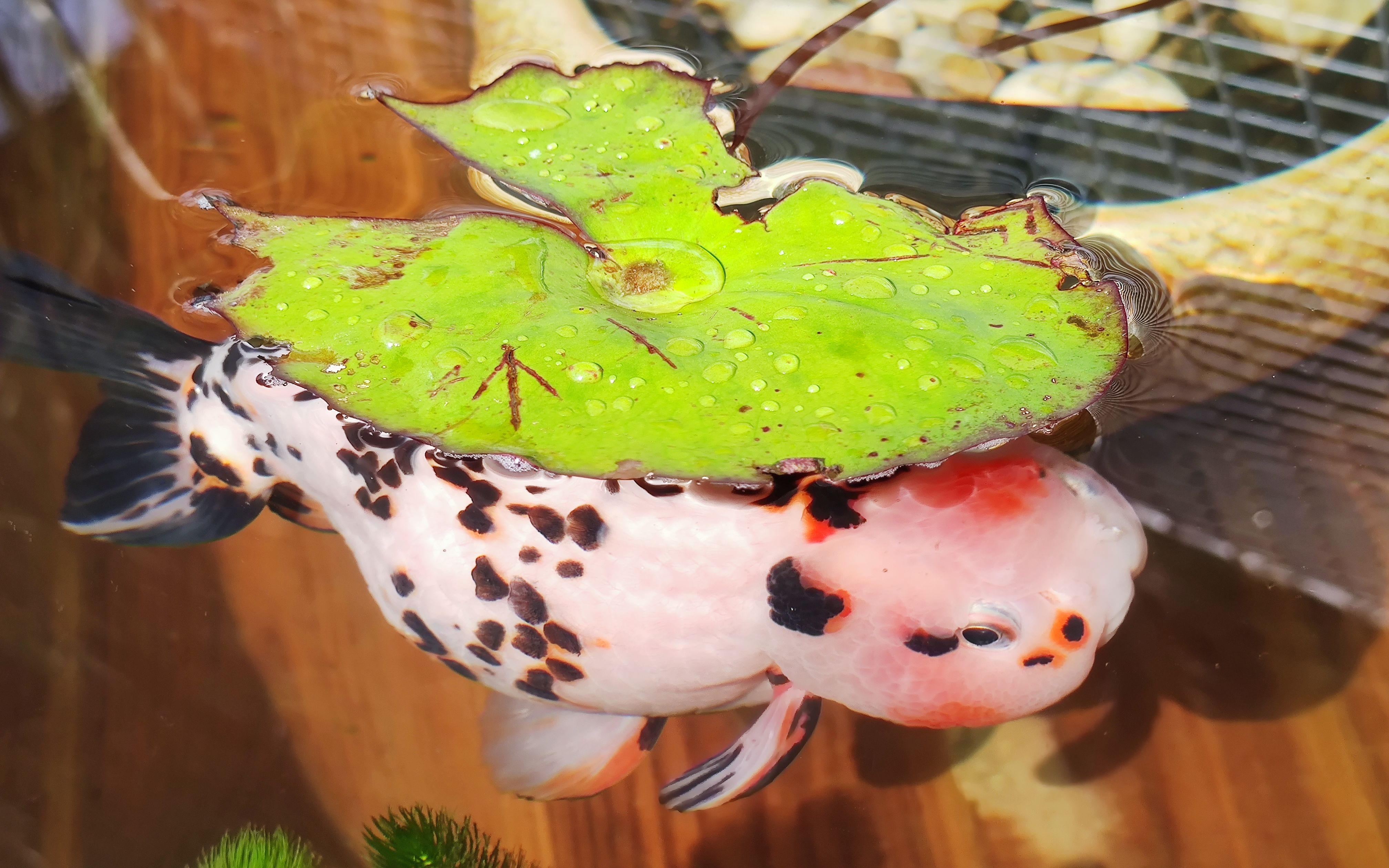 北京宫廷金鱼养殖户仅7家农业专家称转发锦鲤不如转发金鱼