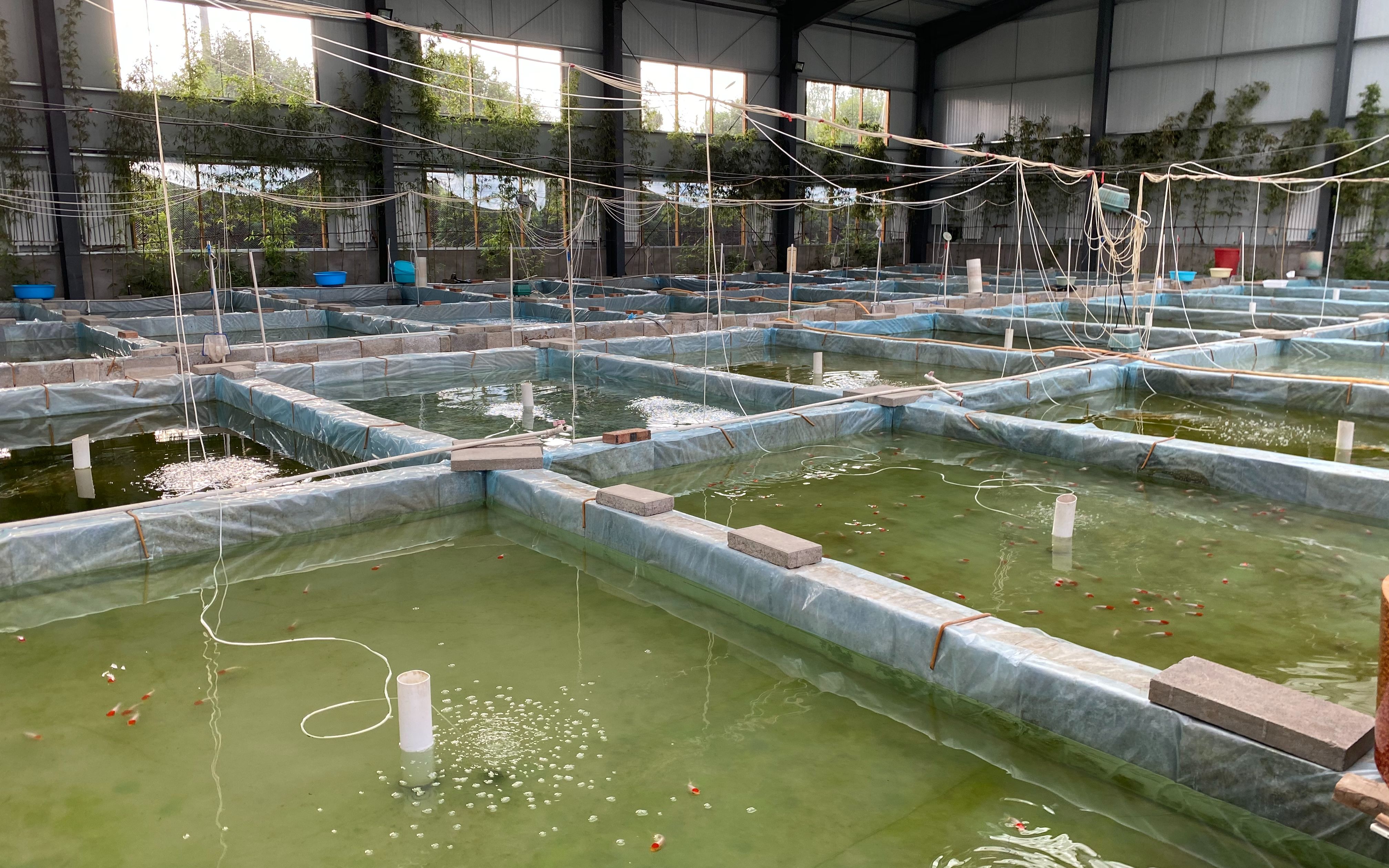 北京宫廷金鱼养殖户仅7家 农业专家称转发锦鲤不如“转发金鱼”