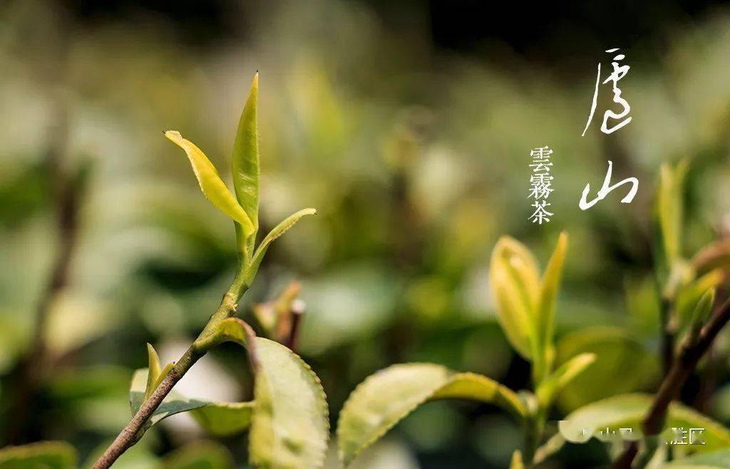 A three-day tour of Mount Lushan and Jiujiang at ease