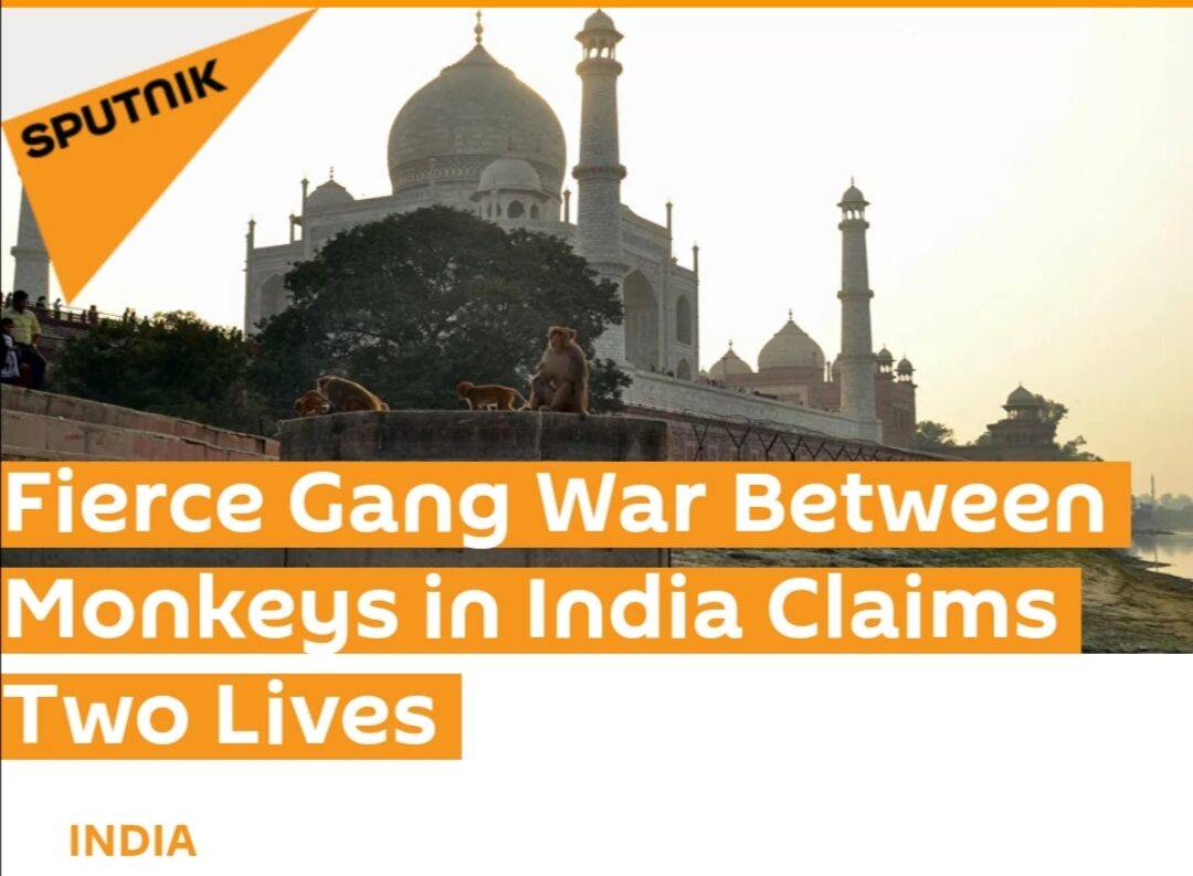 印度北方邦围墙倒塌致两人死亡，罪魁祸首是一群猴子……