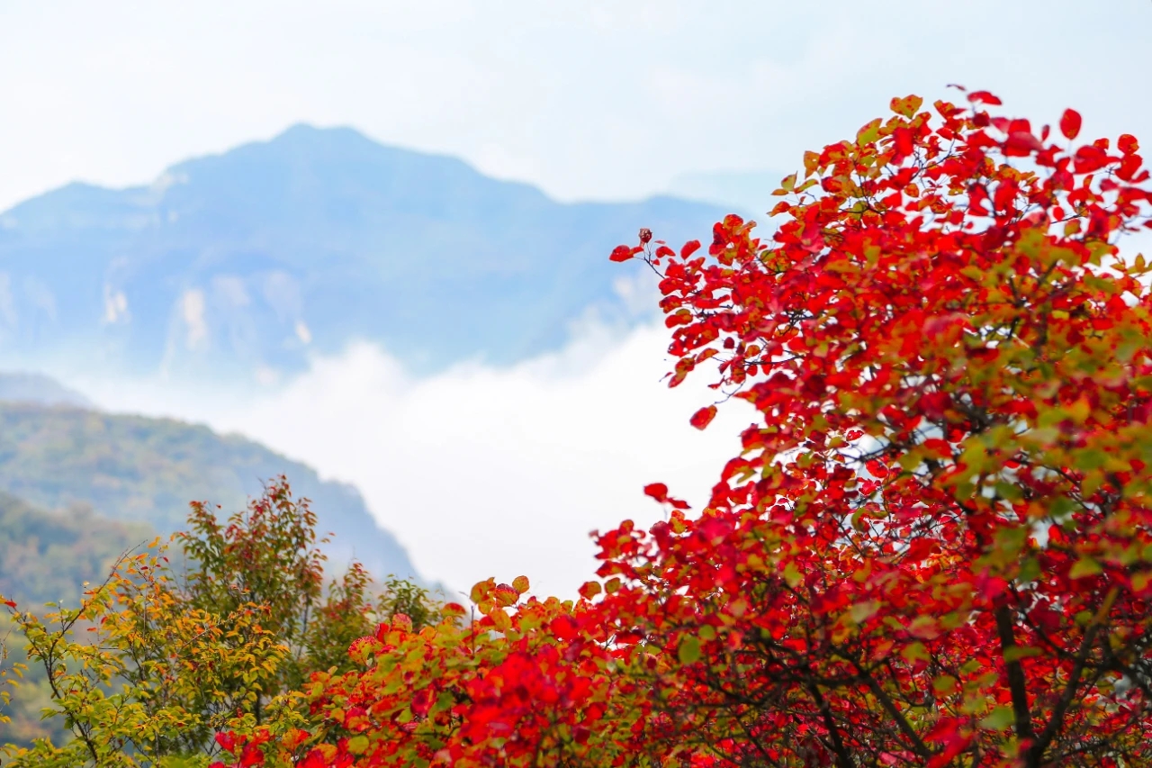 The sea of ​​red leaves and clouds, the appearance is bursting!  Yuntai Mountain invites you to visit the wrong peak this weekend
