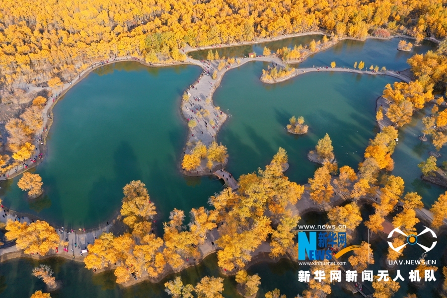 ""Flying" China" Jiuquan, Gansu: Populus euphratica wears "Golden Armor"