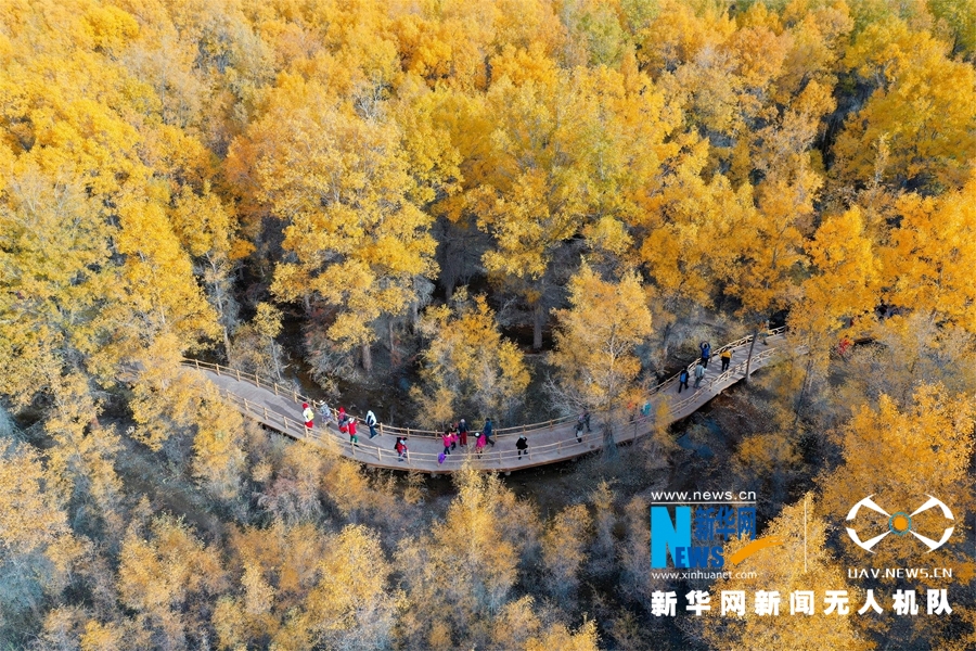 ""Flying" China" Jiuquan, Gansu: Populus euphratica wears "Golden Armor"