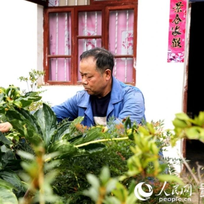 「中医药扶贫」贵州大方：用好庭院“方寸地”村民种上中药材